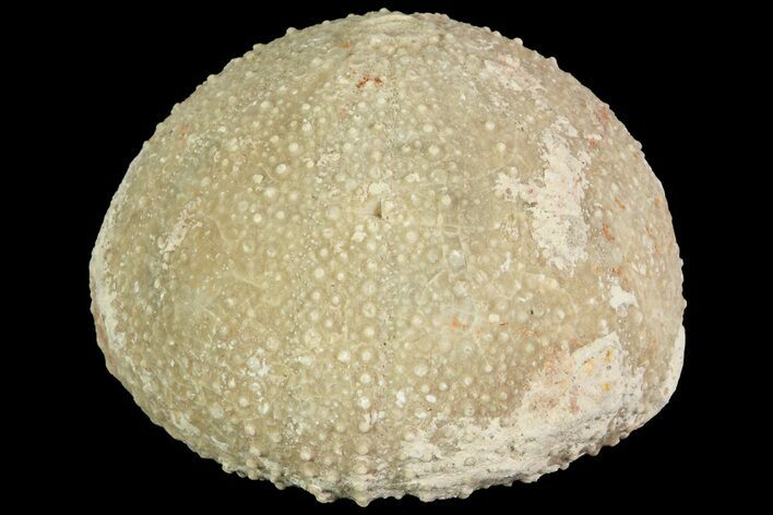 Psephechinus Fossil Echinoid (Sea Urchin) - Morocco #69858
